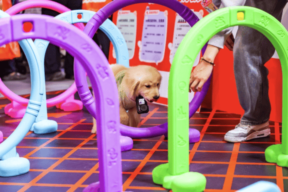　毛孩子和家长们参与滴滴宠物运动会