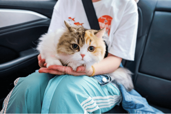 滴滴宠物出行保障车队接驾中