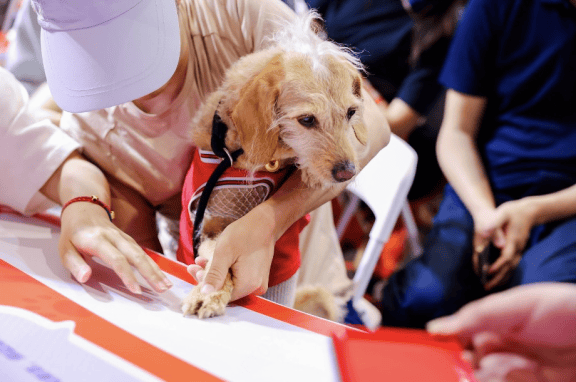 　狗狗代表在“宠物友好出行公约”上按下爪印