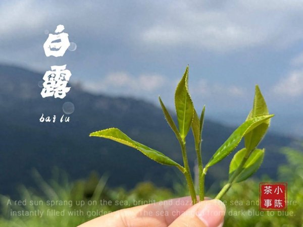 中证策略 白茶的“寒性”，至少需要3年才能去除，年份越高越温和？